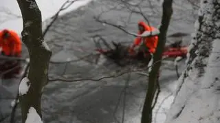 Akcja ratowania stada jeleni