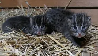 Młode taraje przyszły na świat w toruńskim ogrodzie zoobotanicznym