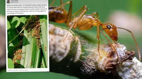 Plaga plujących kwasem szalonych mrówek w Australii