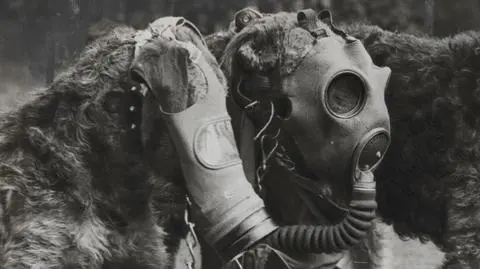 Zabójcze pszczoły, słonie i płonące ptaki. Ukraiński słodziak Patron nie był pierwszym zwierzakiem na wojnie 