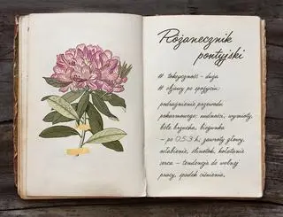 Różanecznik pontyjski