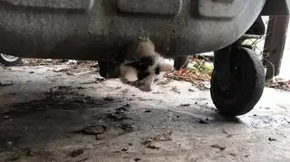 Kot utknął w rurze przy śmietniku