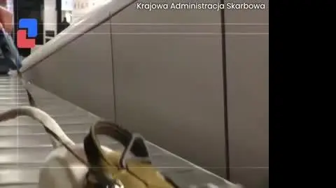 NUTKA_VIDEO_PION_1207