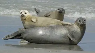 Foki pospolite (Phoca vitulina)