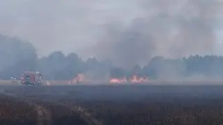 Pożar lasu, zboża i nieużytków. Z żywiołem walczyło 27 zastępów straży