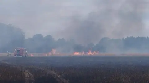 Pożar lasu, zboża i nieużytków. Z żywiołem walczyło 27 zastępów straży
