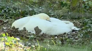 Łabędzie pojawiły się w Bydgoszczy