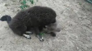 Zabawa psa z niedźwiedziem