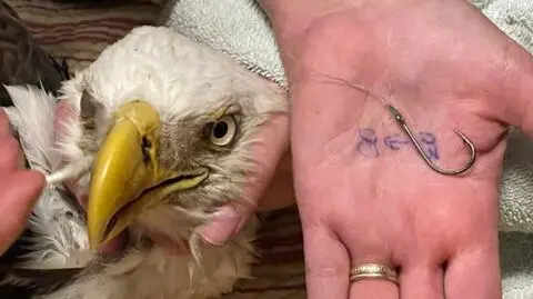 Bielik z haczykiem wędkarskim w dziobie. Ptak był odwodniony i niedożywiony