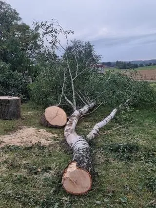 Wyciął drzewo, a następnie holował je ciągnikiem  