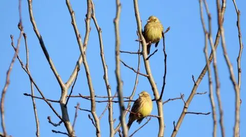 Pogoda na dziś: pogodnie, od 2 do 9 stopni