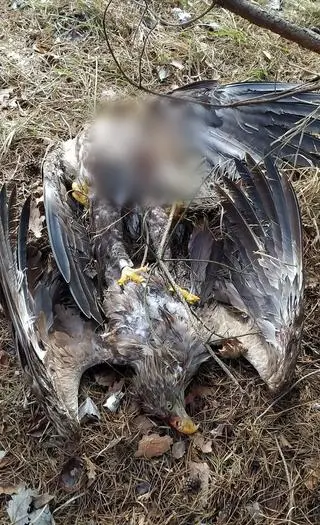 Bieliki zczepiły się ze sobą pazurami 