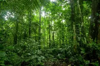 Brazylijska Amazonia