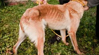 Psy mogły nie jeść nawet od kilku miesięcy 