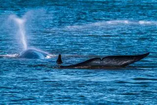 Płetwal zwyczajny (Balaenoptera physalus)