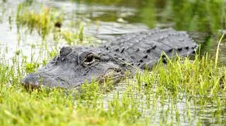 Pływał mimo zakazu, zaatakował go aligator
