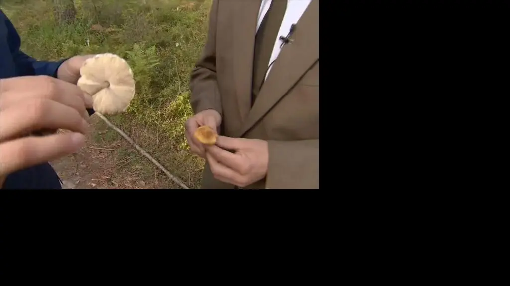 Rady dla grzybiarzy