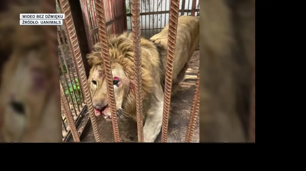 UAnimals