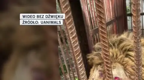 UAnimals