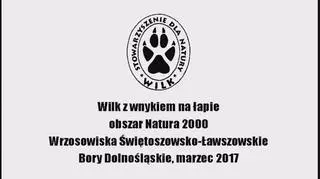 Wilk z wnykiem na łapie. Bory Dolnośląskie