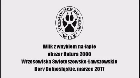 Wilk z wnykiem na łapie. Bory Dolnośląskie