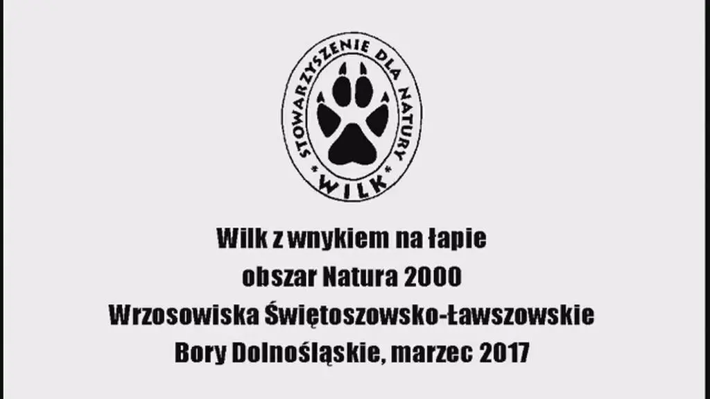 Wilk z wnykiem na łapie. Bory Dolnośląskie