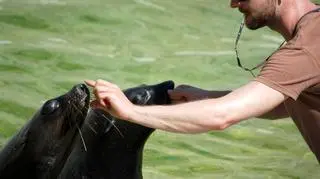 Kotiki zaprzyjaźniają się z nowym opiekunem
