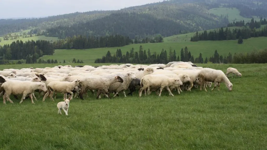 Owce wędrujące przez Karpaty