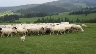 Owce wędrujące przez Karpaty