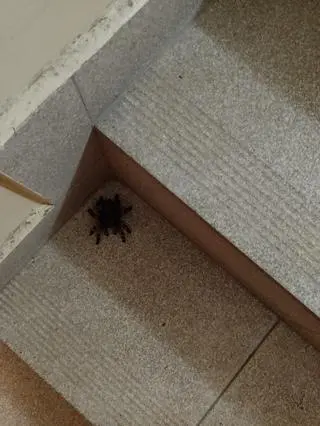 Mieszkaniec Inowrocławia myślał, że to żywy pająk