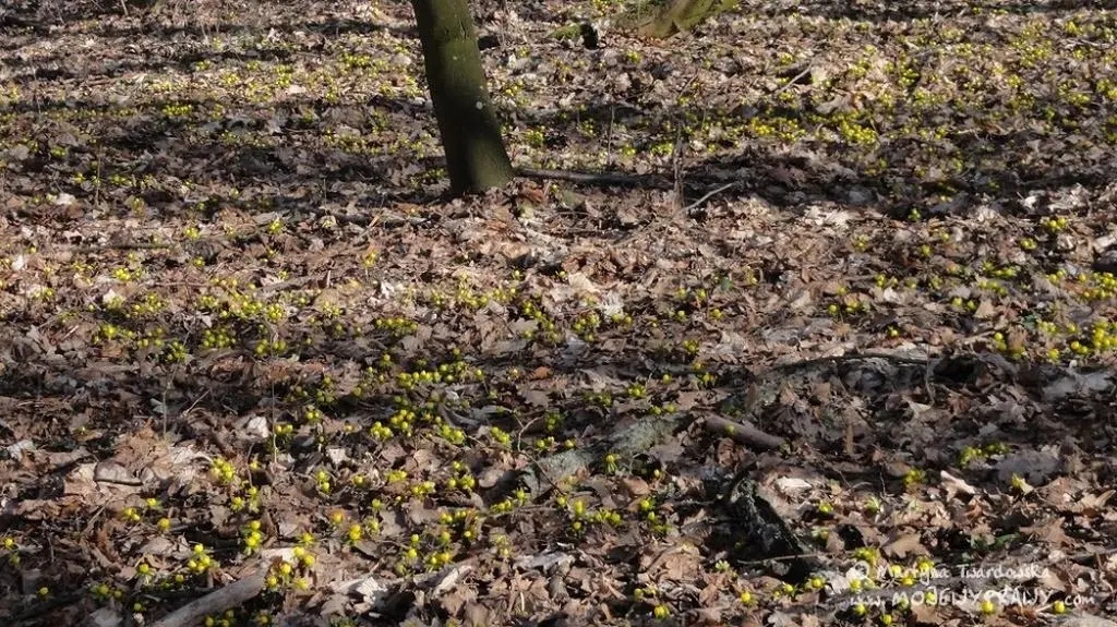 Park wypełniły setki tych małych kwiatów