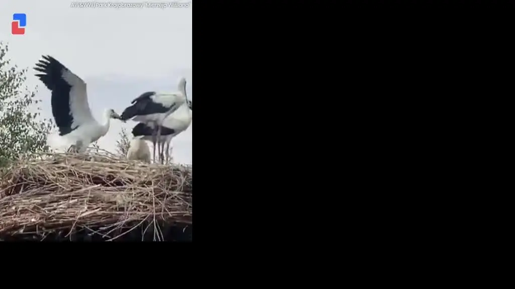 Młode bociany uczą się latać