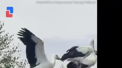 Młode bociany uczą się latać