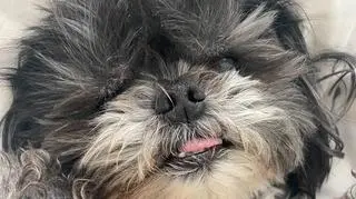 Grizzli Photo 