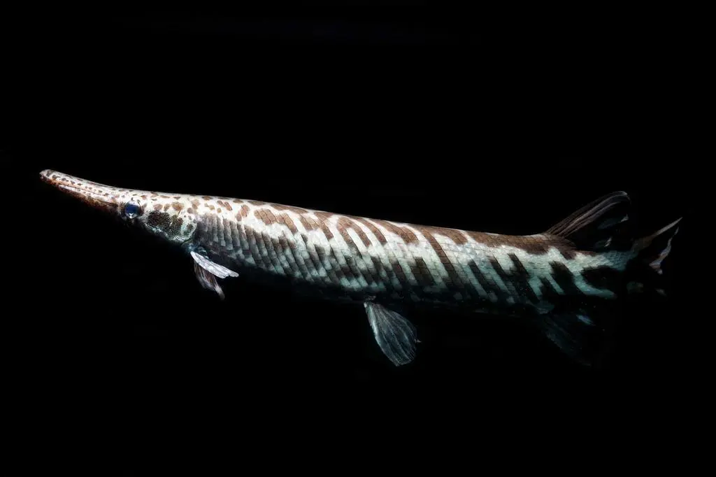 Ryba Atractosteus tropicus