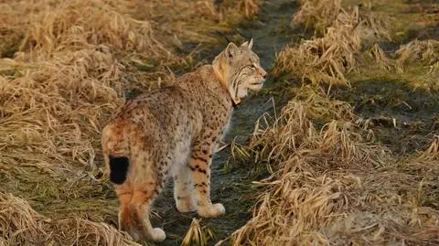 Na wolność trafią dwa rysie
