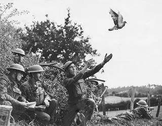 Gołąb w służbie angielskiej armii, 1940 rok