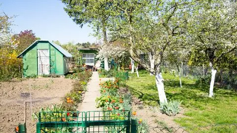 Związek alarmuje w sprawie ogrodów działkowych. Ministerstwo odpowiada