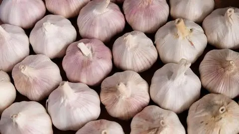 Amerykański senator: chiński czosnek stanowi zagrożenie dla bezpieczeństwa narodowego