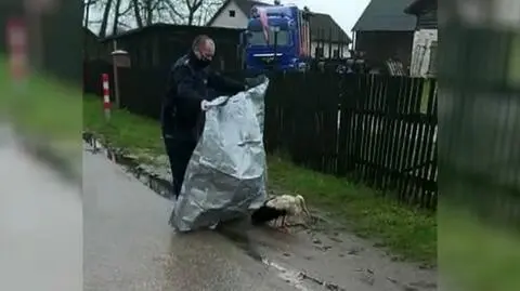 Na środku drogi leżał bocian, nie mógł się podnieść