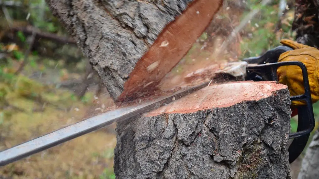 Jak przyjmowano Prawo Szyszki?