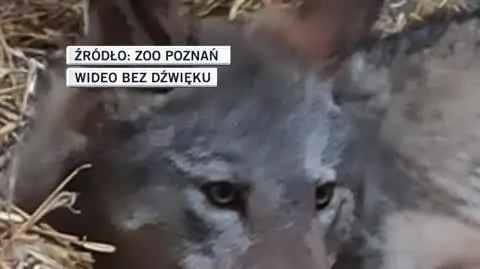 sl zoo