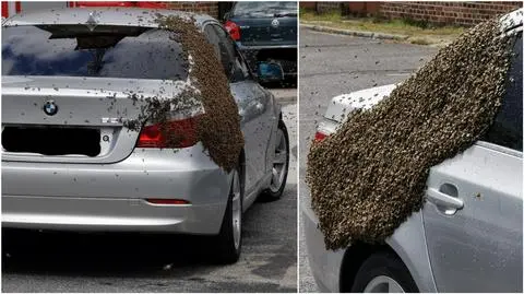 Pszczele rodziny na strażackim parkingu