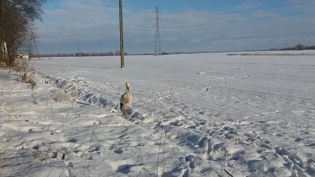 Bocian pojawił się jakieś 3 tygodnie temu we wsi Czatkowy pod Tczewem