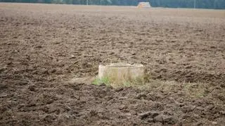 Studnia, do której wpadł dzik
