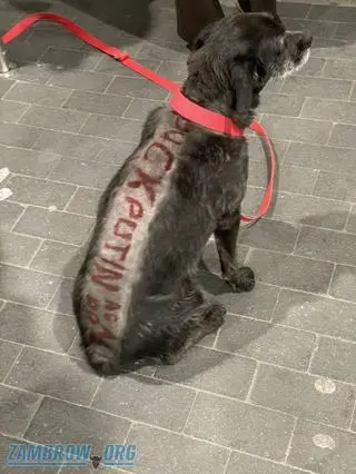 Miał na grzebiecie napis obrażający prezydenta Rosji