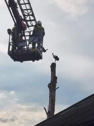 Strażacy z OSP Pilaszków odbudowali zniszczone bocianie gniazdo. 