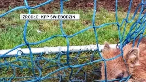 KPP Świebodzin