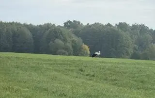 Bocian Kuba nie lata, od trzech miesięcy chodzi po łąkach w Szczawinie koło Zgierza