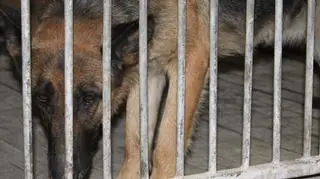 Psy trafiły do schroniska w Zielonej Górze